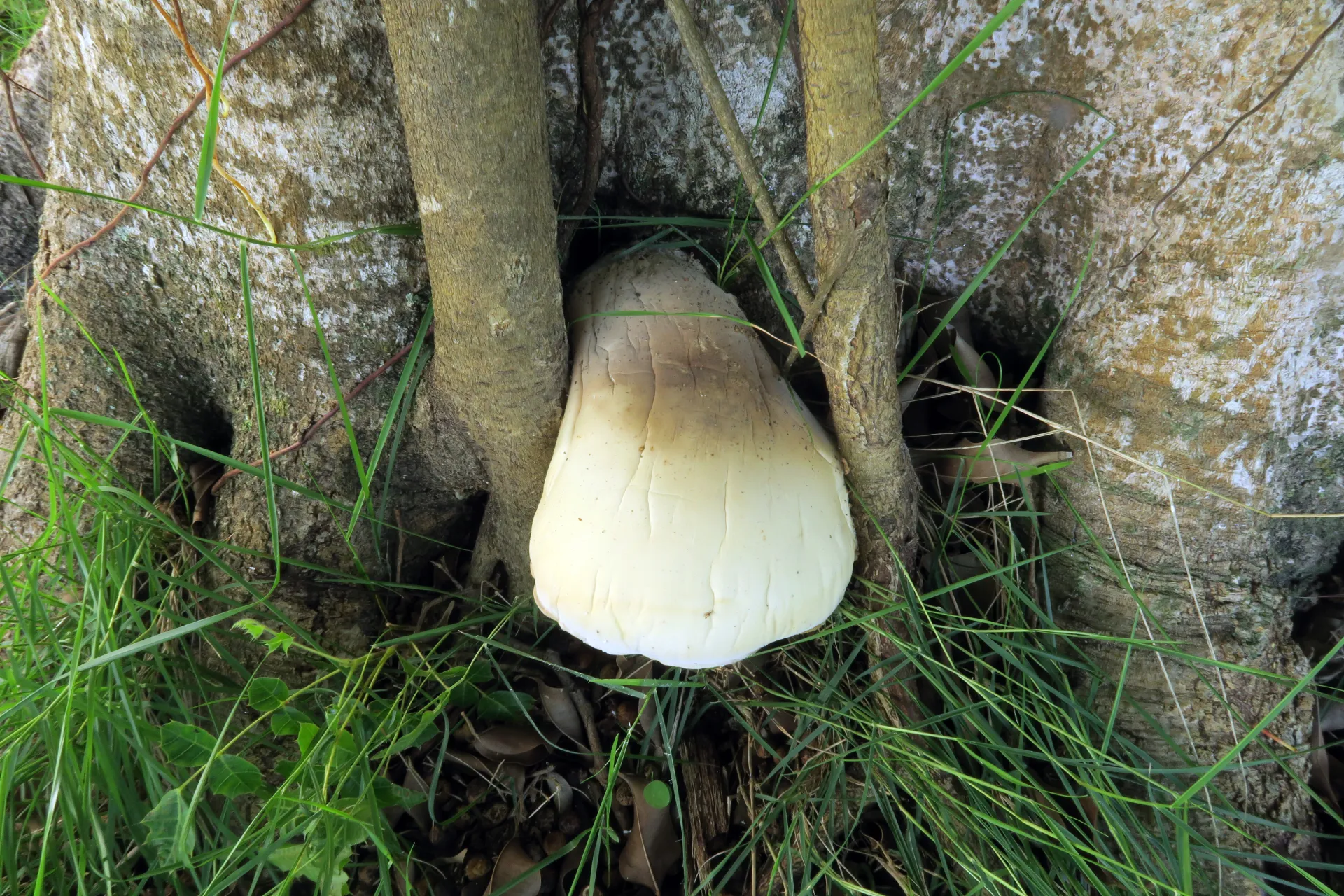 Macrocybe titans - 1 - IMG_3305